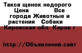 Такса щенок недорого › Цена ­ 15 000 - Все города Животные и растения » Собаки   . Кировская обл.,Киров г.